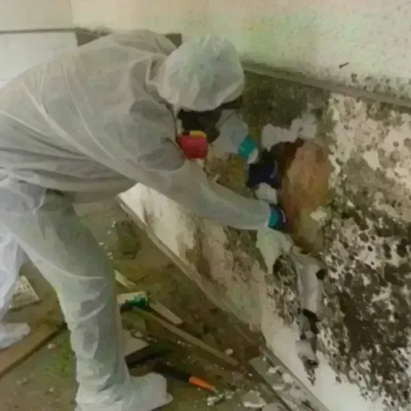 Mold Remediation and Removal in Tracy, MN